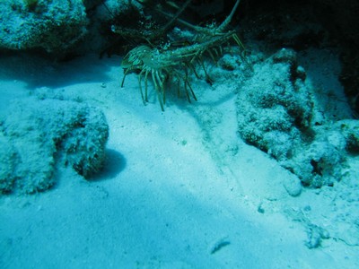 Thumb for 20110814-CoralPrincess-06.jpg (245 KB)